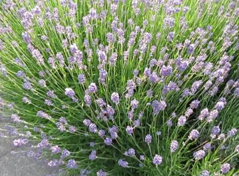 tanaman lavender mengusir nyamuk